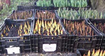 Blokkers Greenhouse